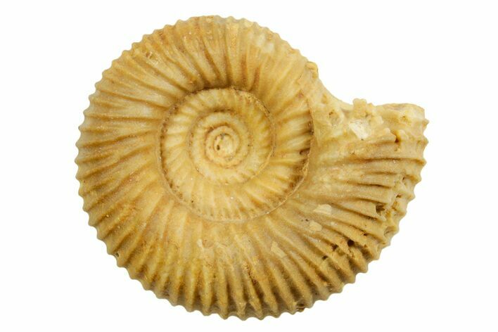Jurassic Ammonite (Stephanoceras) Fossil - Évrecy, France #367692